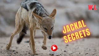 JawDropping Jackal Secrets You Need to See to Believe [upl. by Mike]