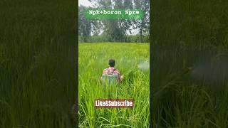 Npk 0050  Boron 20 Spre in Paddy Crop fertilizerexpert agriculture fungicide fefamily [upl. by Razec]