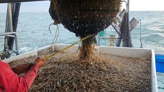 Amazing commercial shrimp fishing on the sea  Lots of shrimp are caught on the boat 02 [upl. by Assedo302]