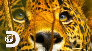 A Hungry Jaguar Hunts In The Mexican Rainforest  Wild Mexico [upl. by Magbie]