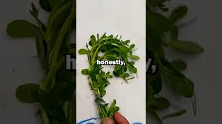 Aquarium Plants ANYBODY can Grow Bacopa [upl. by Dannye]