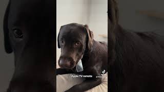 Retrievers gonna retrieve 🤣🤣 puppy labradoretriever dog labpuppy funnydogvideos funnydog [upl. by Eldorado180]