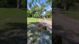 Clyde the Boerboel vs Lucy the Boxer Whos the Fastest Creek Runner [upl. by Alecram]