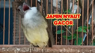 Suara Pancingan Cucak Jenggot Jantan Gacor Beset Ngepik [upl. by Sharla96]