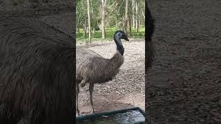 Emu Bird [upl. by Mccurdy]