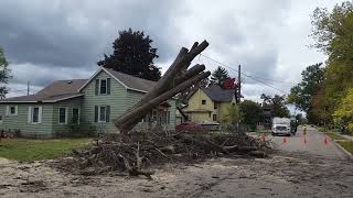 Tree Removals of Large Stems [upl. by Ettelrahc]