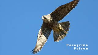 Gyrfalcon vs Peregrine Falcon [upl. by Jadd]