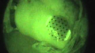 SAM Chest Seal Application Under Night Visionavi [upl. by Ahseinod]