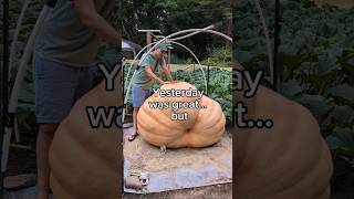 ugh well get through it 🎃⛈️🦈 pumpkin halloween gardening plants growyourown vegetables [upl. by Samtsirhc968]