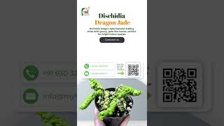 Dischidia Dragon Jade  Stunning Indoor Plant Showcase 🌿 [upl. by Nede]