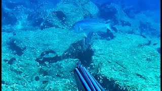 The dentex that approached like an amberjack  Cyclades Spearfishing [upl. by Johannes]