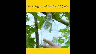 e ammai glass lo karakau peyttinshi facts viral telugu interestingfacts [upl. by Torrlow]