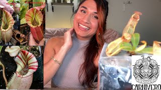 Rare Nepenthes Unboxing from Carnivero VEITCHII Nepenthes Unboxing Big Mama x Candy 🍭 Cane [upl. by Repsag]