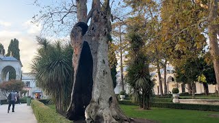 তোপকাপি প্রাসাদের হাজার বয়েসী গাছ ও অন্যান্য  Old Tree of Topkapi Palace  Istanbul  Turkey [upl. by Rodrich]