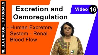 Excretion and Osmoregulation  NEET  Human Excretory System  Renal Blood Flow  Neela Bakore [upl. by Argyle]