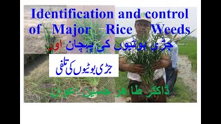 Identification and Control of Major Rice Weeds sedges grasses broad leaveجڑی بوٹیوں کی پہچان اور [upl. by Decato358]