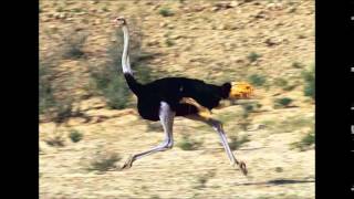 Daydreamin The Ostrich Song By Austin Roberts [upl. by Lanor]