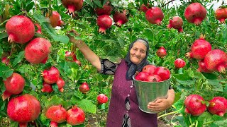 Harvesting Lots of Fresh Pomegranates and Making Jam and Cake [upl. by Alston]