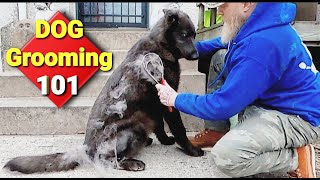 Deshedding My Double Coated Dog  How I Do It [upl. by Sil]