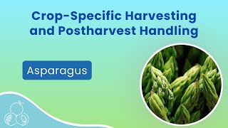 Asparagus Harvest and Postharvest Handling [upl. by Zebaj]