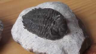 What are trilobites   Fossils in HD [upl. by Asiela]