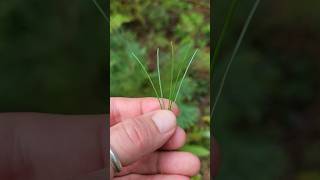 Western White PinePinus Monticola foraging shorts pnw [upl. by Monjan]