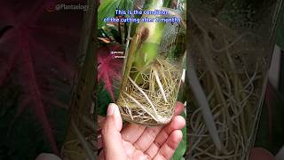 Best Way to Root A Monstera Deliciosa Cutting  Monstera Plant Propagation [upl. by Zednanreh]