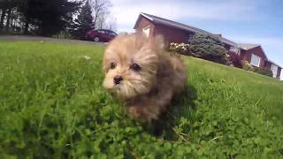 Noopi the smallest Shorkie Puppy in the United States [upl. by Sitnerp]