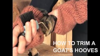 How To Trim Goat Hooves [upl. by Heindrick599]