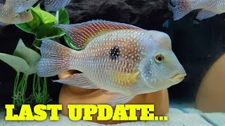 Geophagus Brasiliensis  LAST UPDATE [upl. by Enimzaj]