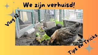 Vlog 12 tips en tricks voor kuikens [upl. by Ebbarta]