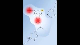 RNAse A The Ribonuclease A enzymatic reaction mechanism [upl. by Holmun628]