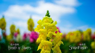 篠笛奏者 井上真実【篠笛の息吹】Breath of Flowers〜花の息吹〈金魚草〉Breath of Flowers〈Snapdragon〉 [upl. by Aled859]