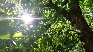 Free HD slow motion stock video  Sunlight in the trees [upl. by Audly440]