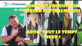 COMMENT EDUQUER UN BERGER AUSTRALIEN QUI ABOIE TOUT LE TEMPSVIDEO1 [upl. by Hajidak]