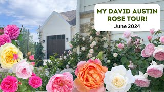 My David Austin Rose Tour June 2024 [upl. by Ecnerret]