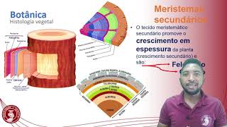 Histologia vegetal tecidos meristemáticos e permanentes [upl. by Kcerred]