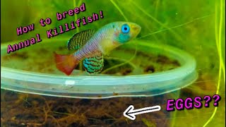 How to Breed Annual Killifish Nothobranchius [upl. by Lleral]