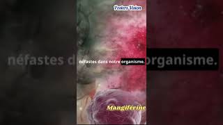 les bienfaits de feuilles de manguier ses vertus action mangiférine manguier bienfaits nutrition [upl. by Suzetta]