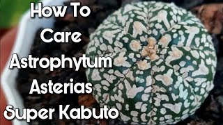 How To Care Astrophytum Asterias Super Kabuto  Cacti [upl. by Anatola671]