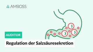 Die Regulation der Salzsäuresekretion  AMBOSS Auditor [upl. by Riay978]