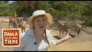 Bock der Addaxantilope prüft die Paarungsbereitschaft seiner Weibchen auch bei Regen [upl. by Annaiv83]