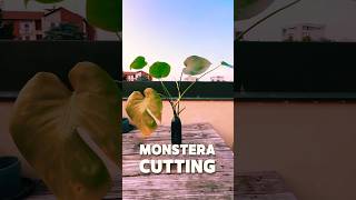 How to Multiply Monstera Plants FAST CUTTING Easiest Method for Beginners monstera shorts [upl. by Ataynek]