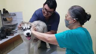 Husky puppy screaming scared when immunized with a needle Husky scream puppy immunized vet [upl. by Mehelhteb]