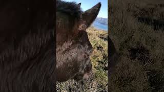 Animals in beautiful Akaroa region  Near Christchurch New Zealand [upl. by Hui]