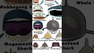 Episode 5  Frilled Shark  Shark Faces shorts sharks scary [upl. by Nowtna]