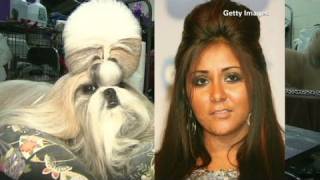 CNN Snooki hairdo new breeds at dog show [upl. by Nydnarb]