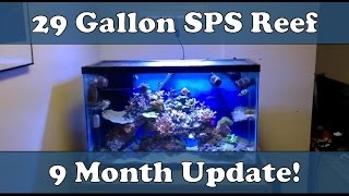 29G Petco quotDollar a Gallonquot SPS Tank 9 Month Update [upl. by Robina]