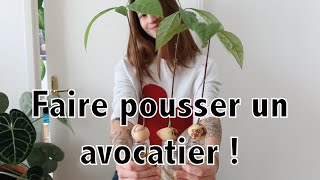 Faire pousser un avocatier étape par étape   Vertbobo [upl. by Nawd]