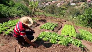 Plantar Verduras de Forma Orgânica em Casa com Valter Damião [upl. by Eelrebmyk621]